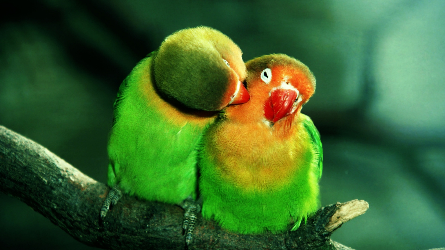 Parrots in Love for 1536 x 864 HDTV resolution