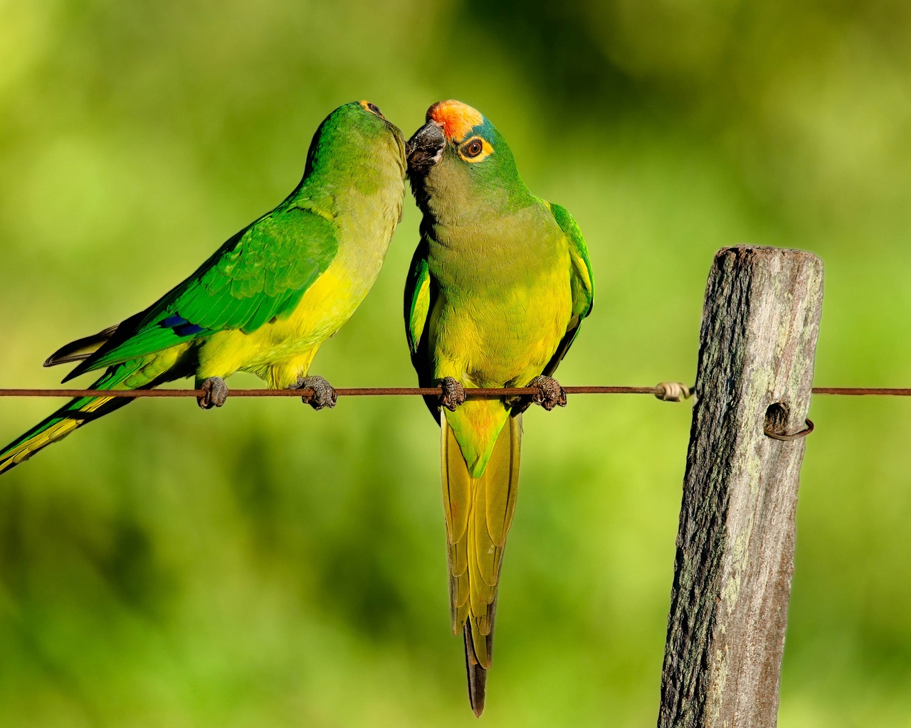 Parrots Kiss for 1280 x 1024 resolution