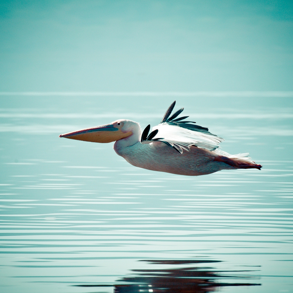 Pelican Flying Over Water for 1024 x 1024 iPad resolution