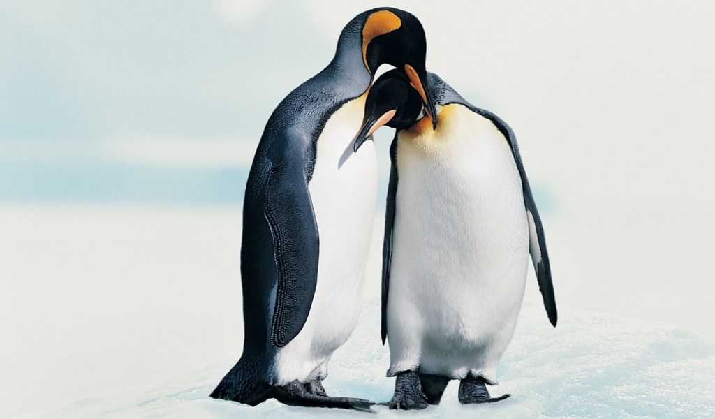 Penguins in Love for 1024 x 600 widescreen resolution