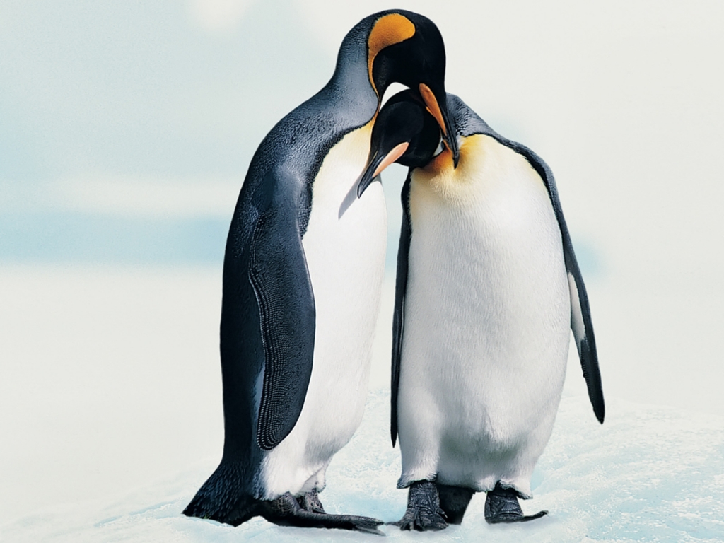 Penguins in Love for 1024 x 768 resolution