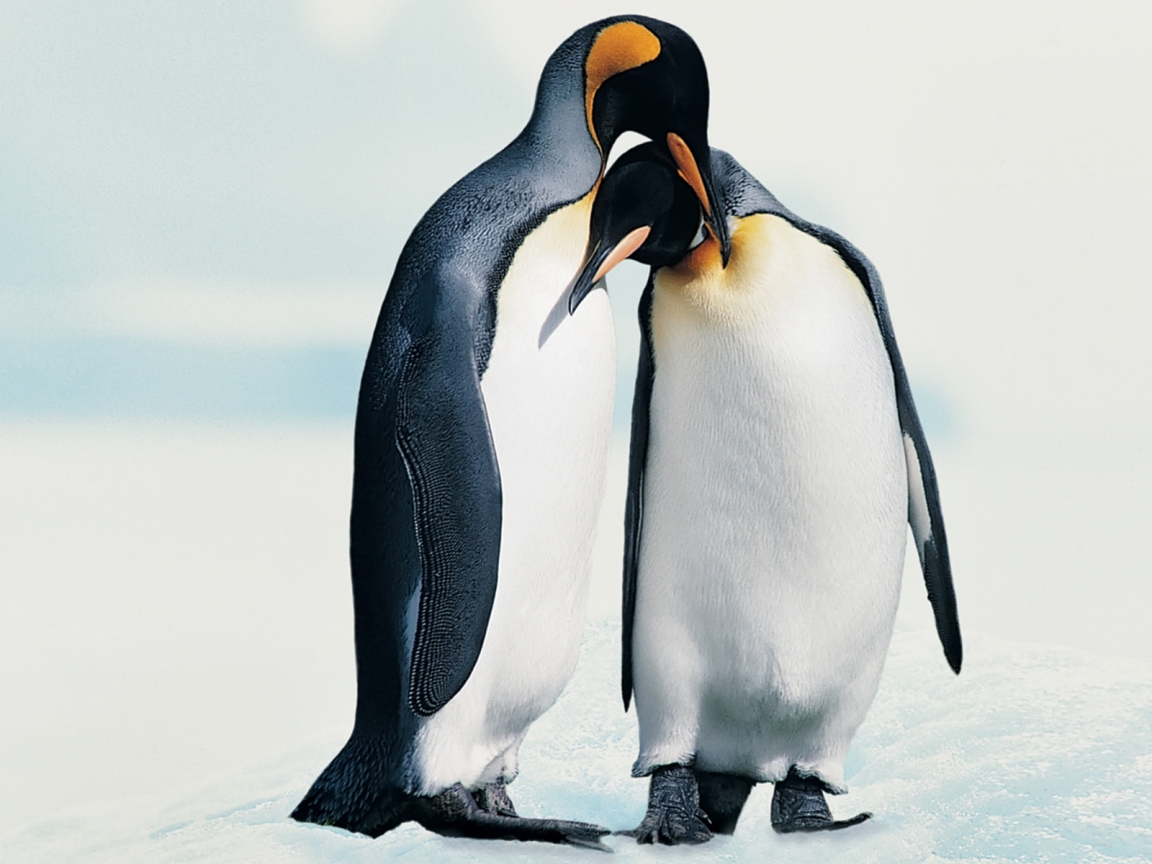 Penguins in Love for 1152 x 864 resolution