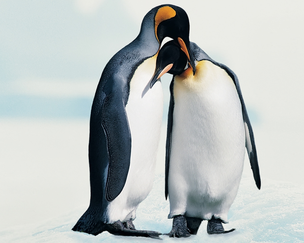 Penguins in Love for 1280 x 1024 resolution