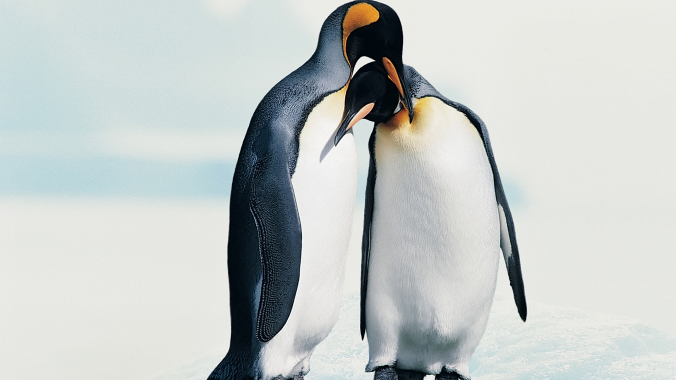 Penguins in Love for 1366 x 768 HDTV resolution