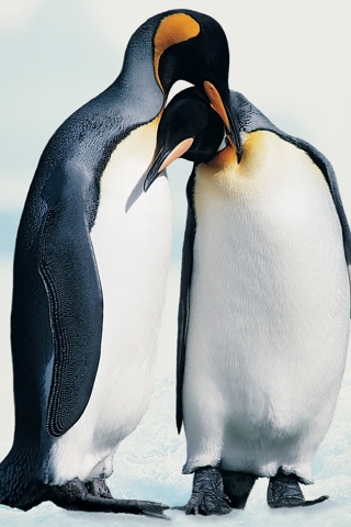 Penguins in Love for 320 x 480 iPhone resolution