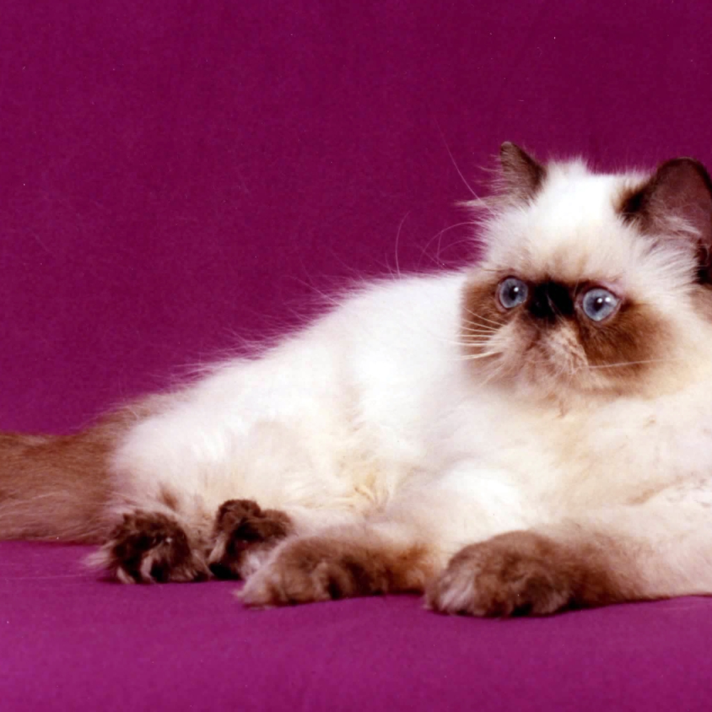 Persian Cat for 1024 x 1024 iPad resolution