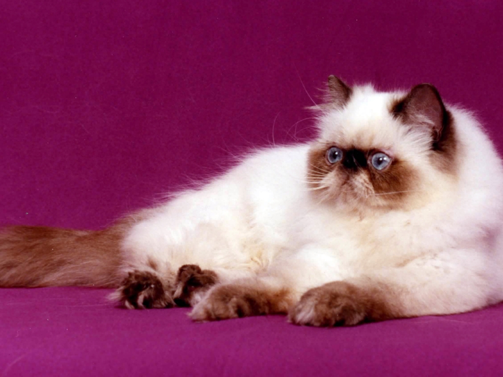Persian Cat for 1024 x 768 resolution