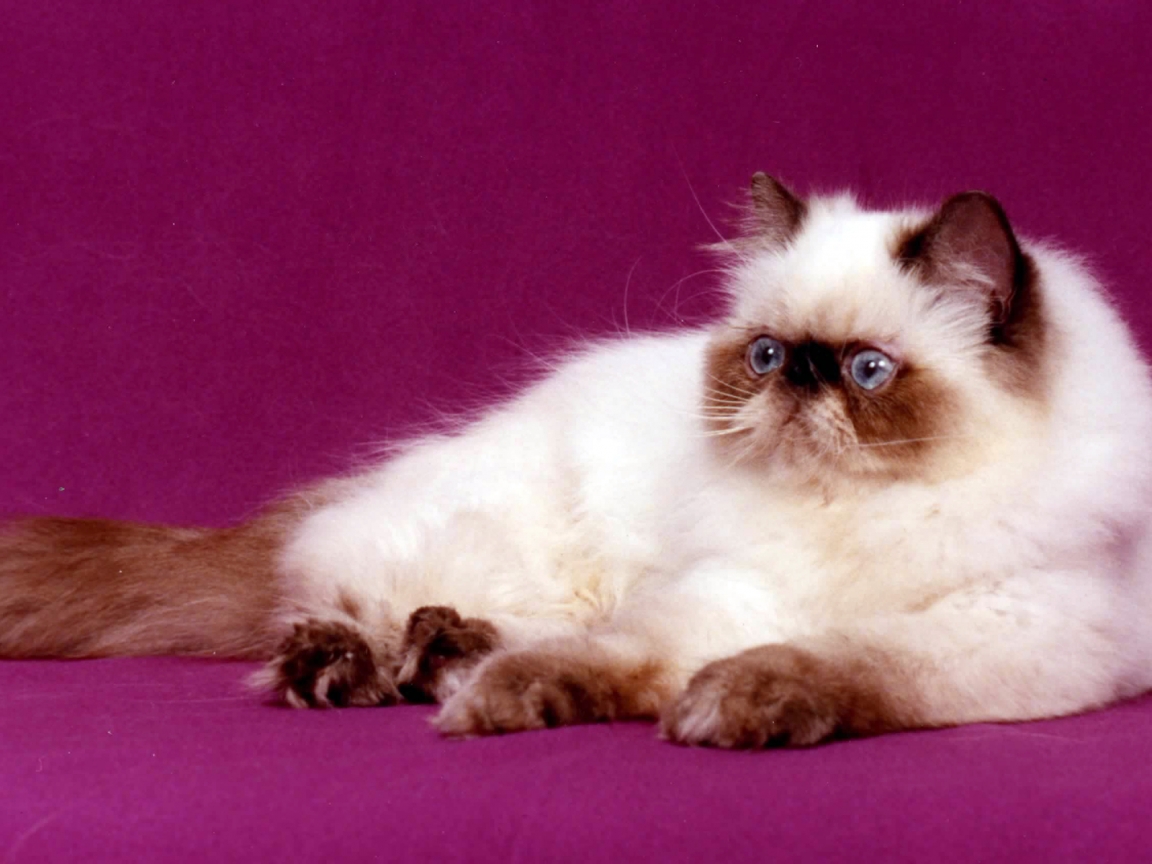 Persian Cat for 1152 x 864 resolution