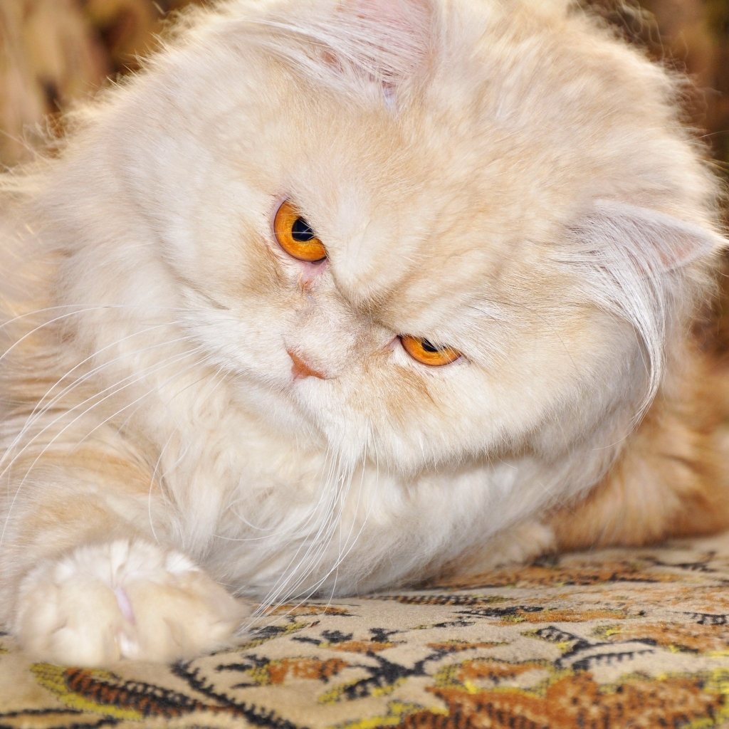 Persian Cat with Red Eyes for 1024 x 1024 iPad resolution