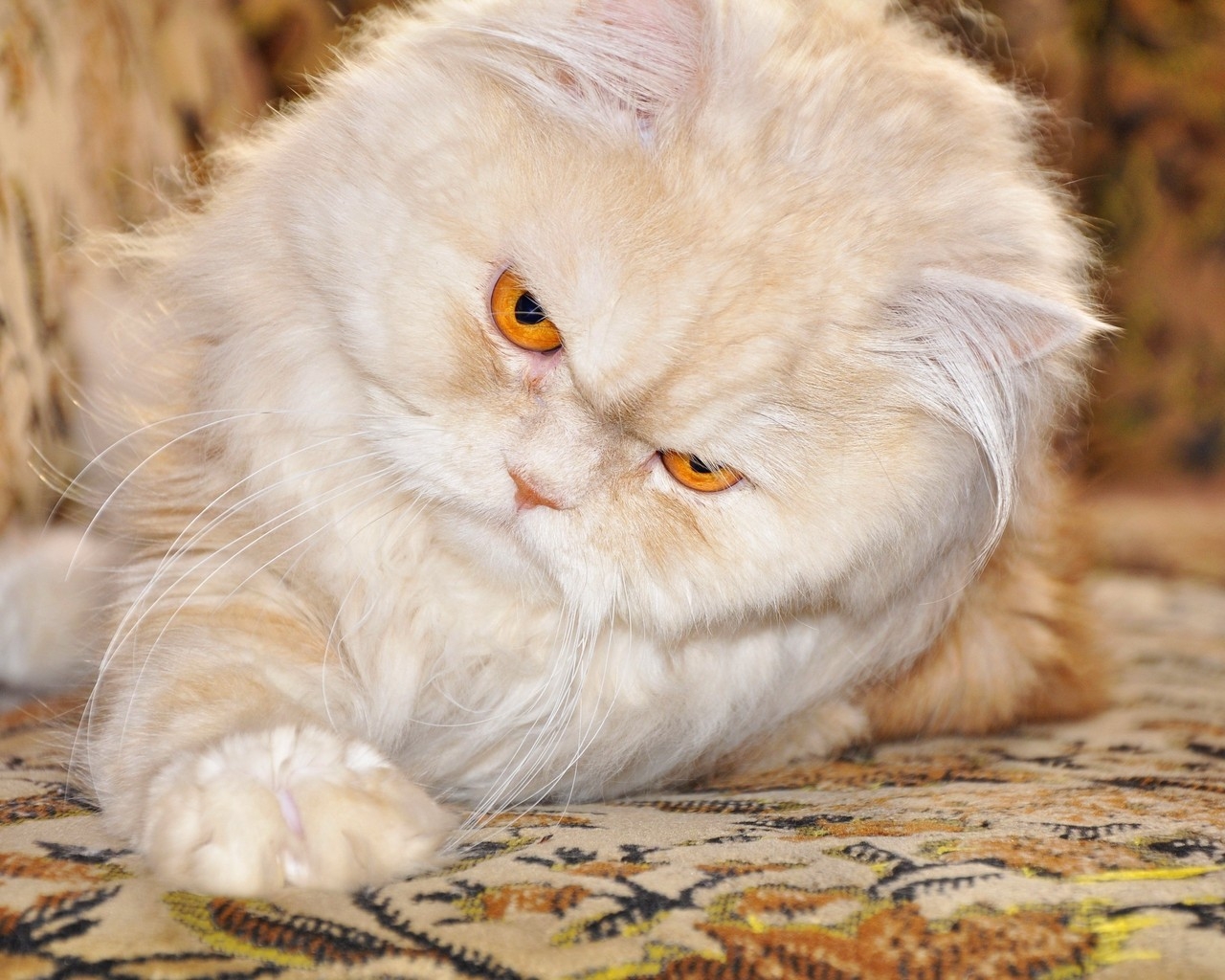 Persian Cat with Red Eyes for 1280 x 1024 resolution