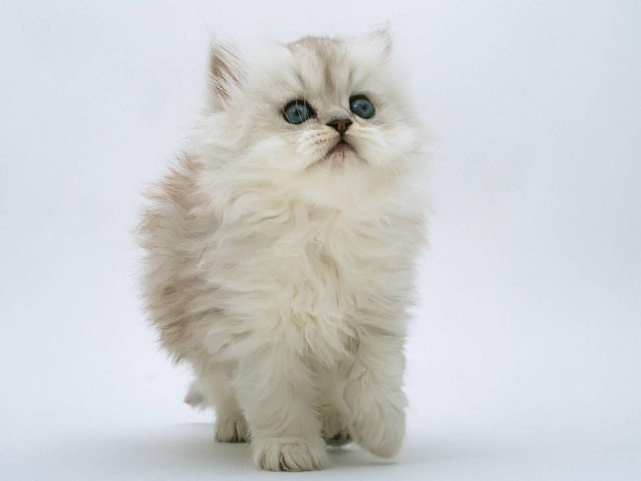 Persian Kitten for 1280 x 960 resolution