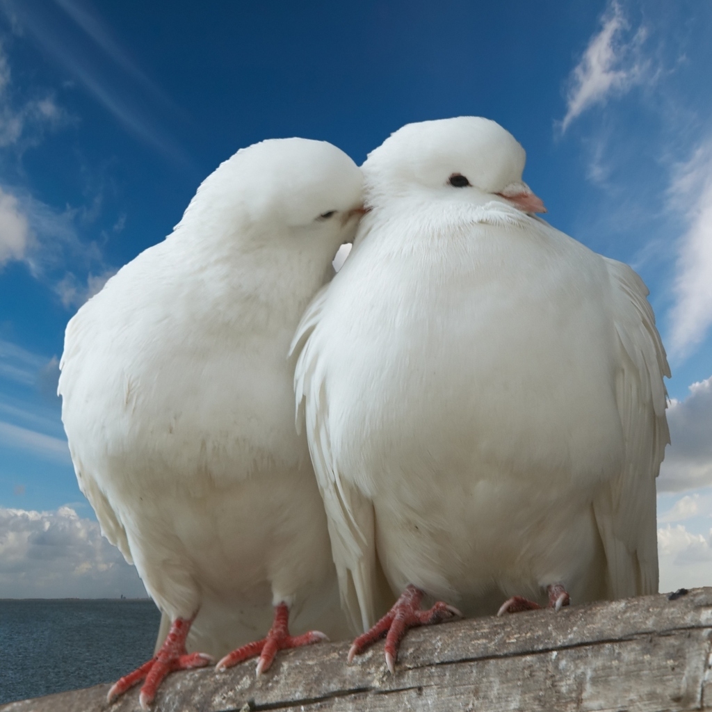 Pigeons in Love for 1024 x 1024 iPad resolution