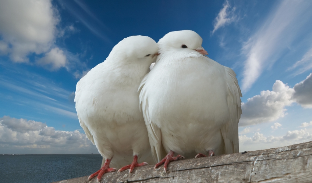 Pigeons in Love for 1024 x 600 widescreen resolution