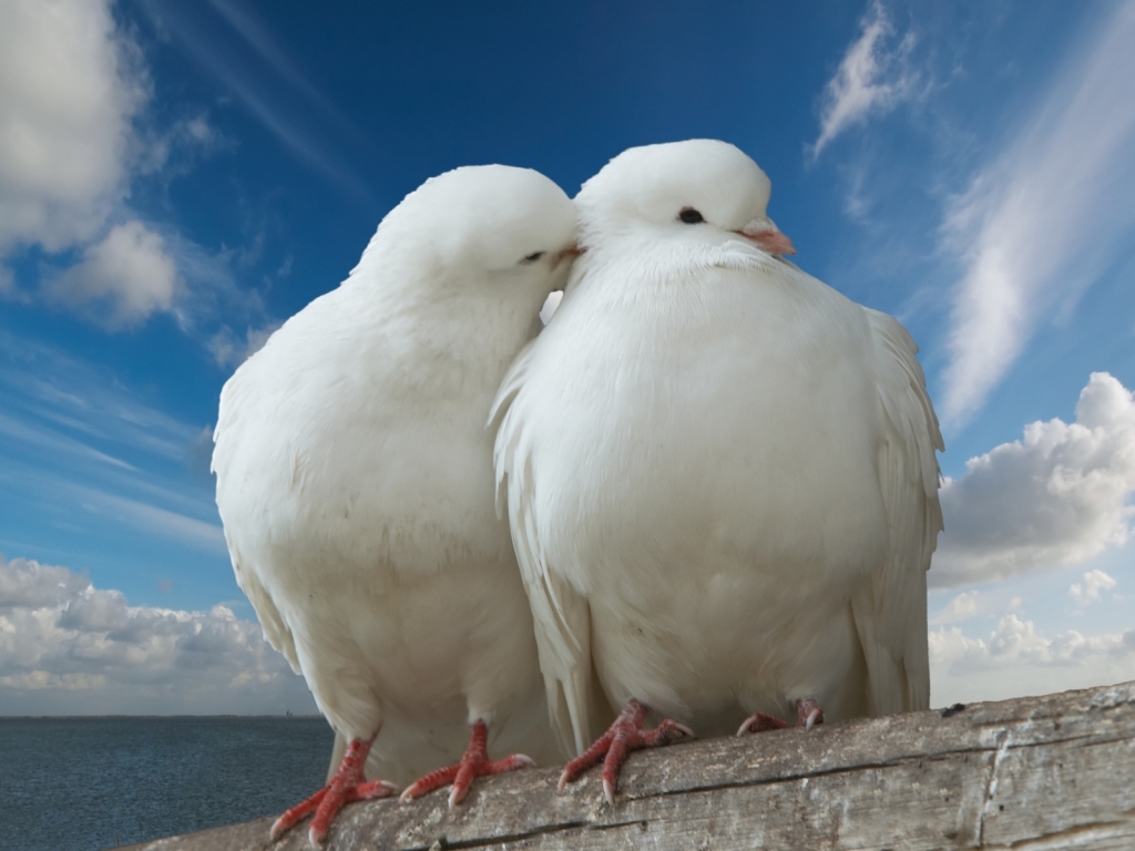 Pigeons in Love for 1024 x 768 resolution