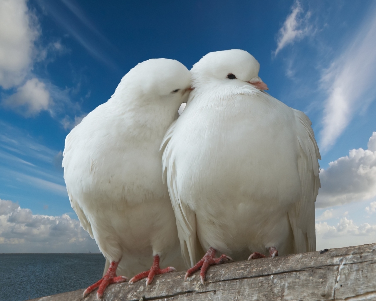 Pigeons in Love for 1280 x 1024 resolution