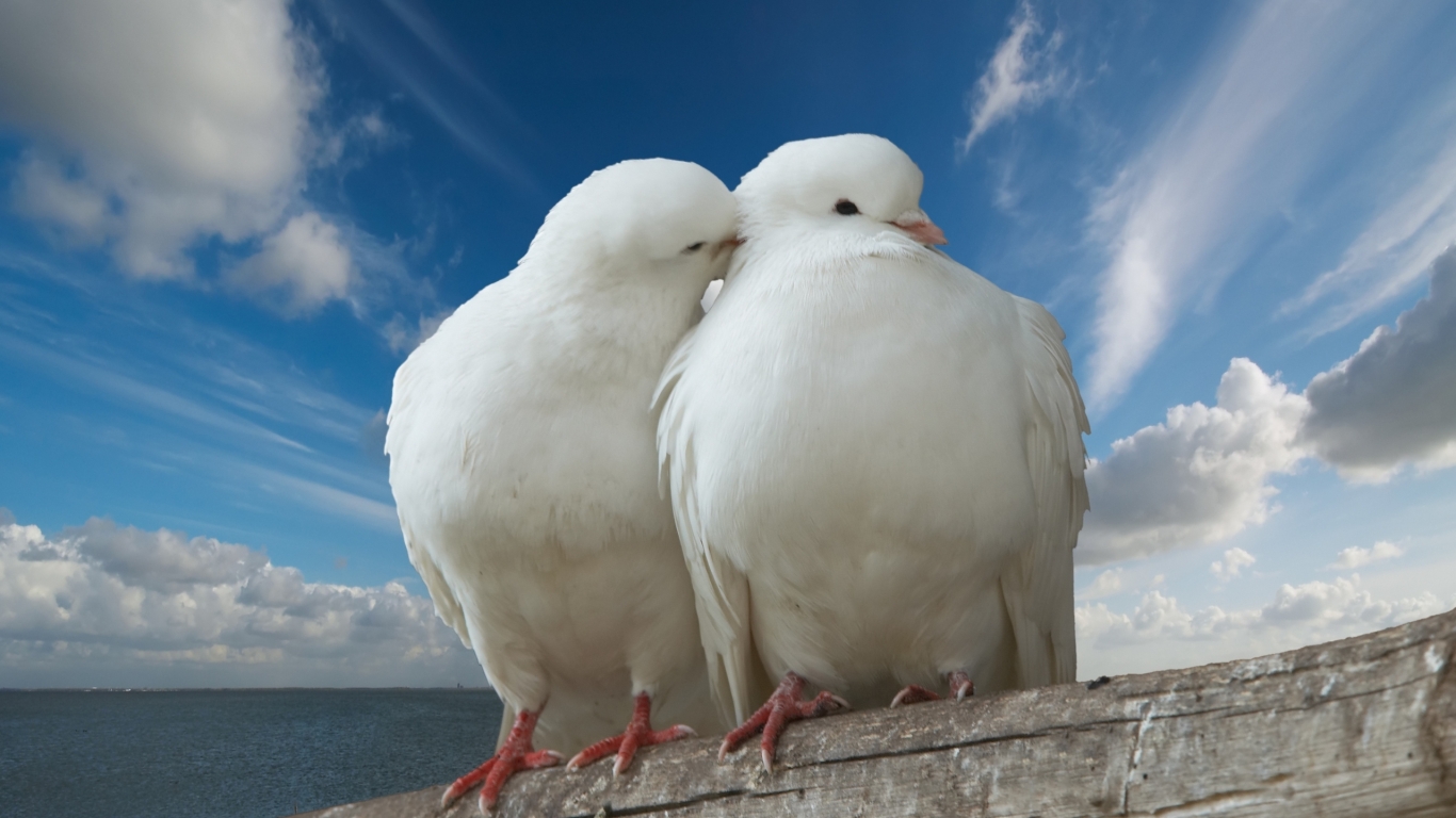Pigeons in Love for 1366 x 768 HDTV resolution