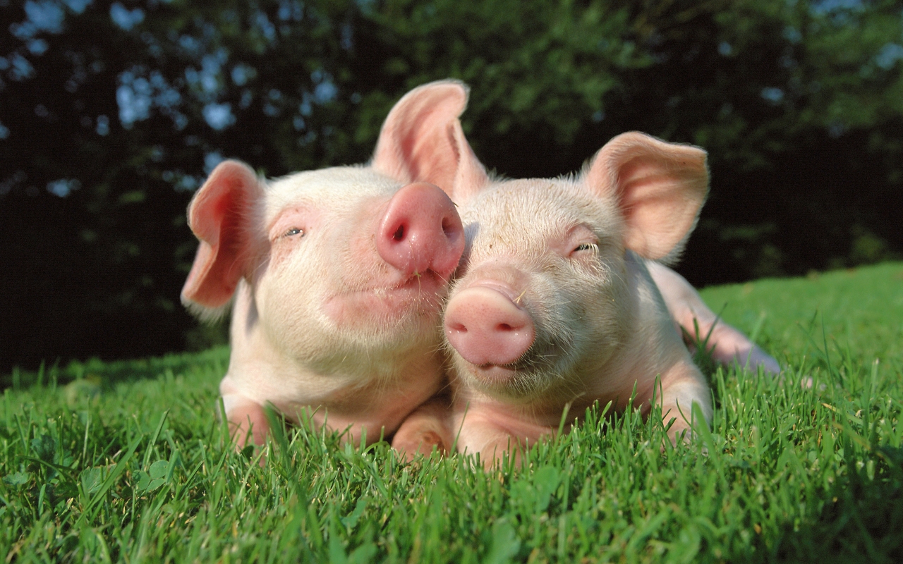 Pigs in Love for 1280 x 800 widescreen resolution