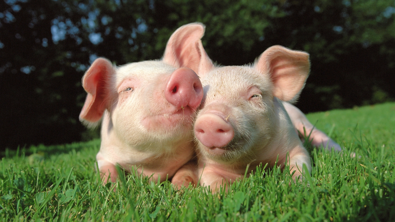 Pigs in Love for 1366 x 768 HDTV resolution