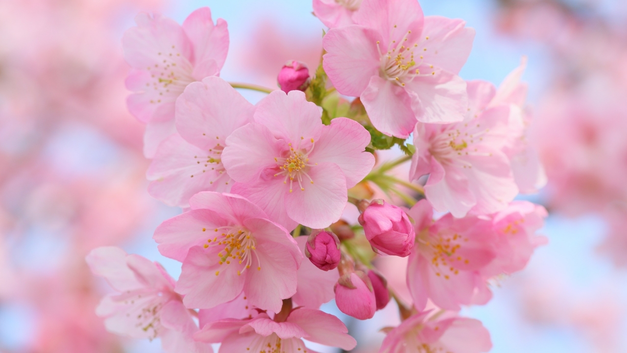 Pink Cherry Blossom for 1280 x 720 HDTV 720p resolution