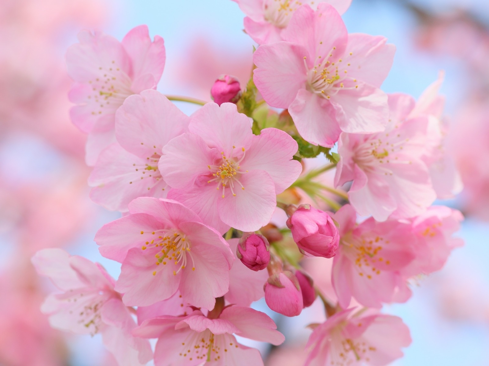 Pink Cherry Blossom for 1600 x 1200 resolution