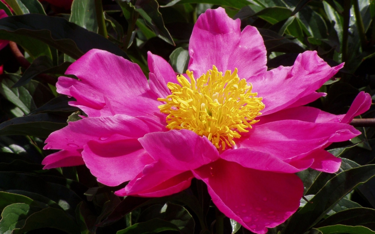 Pink Flower for 1280 x 800 widescreen resolution