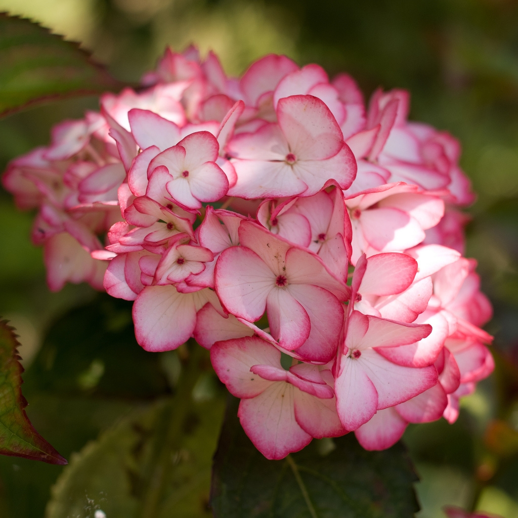 Pink Hydrangea Flower for 1024 x 1024 iPad resolution