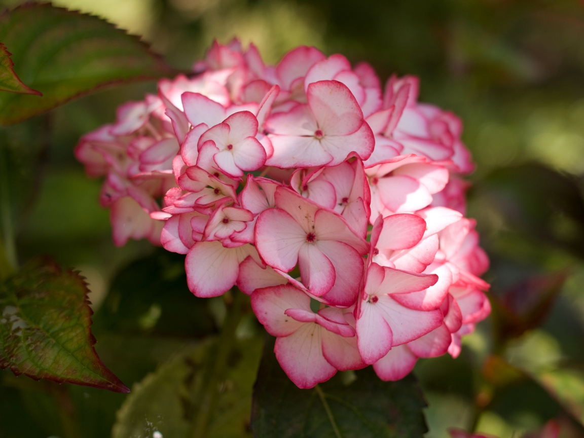 Pink Hydrangea Flower for 1152 x 864 resolution