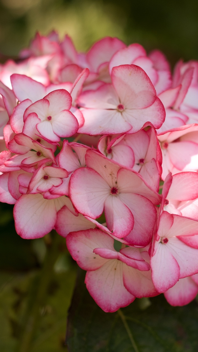 Pink Hydrangea Flower for 640 x 1136 iPhone 5 resolution