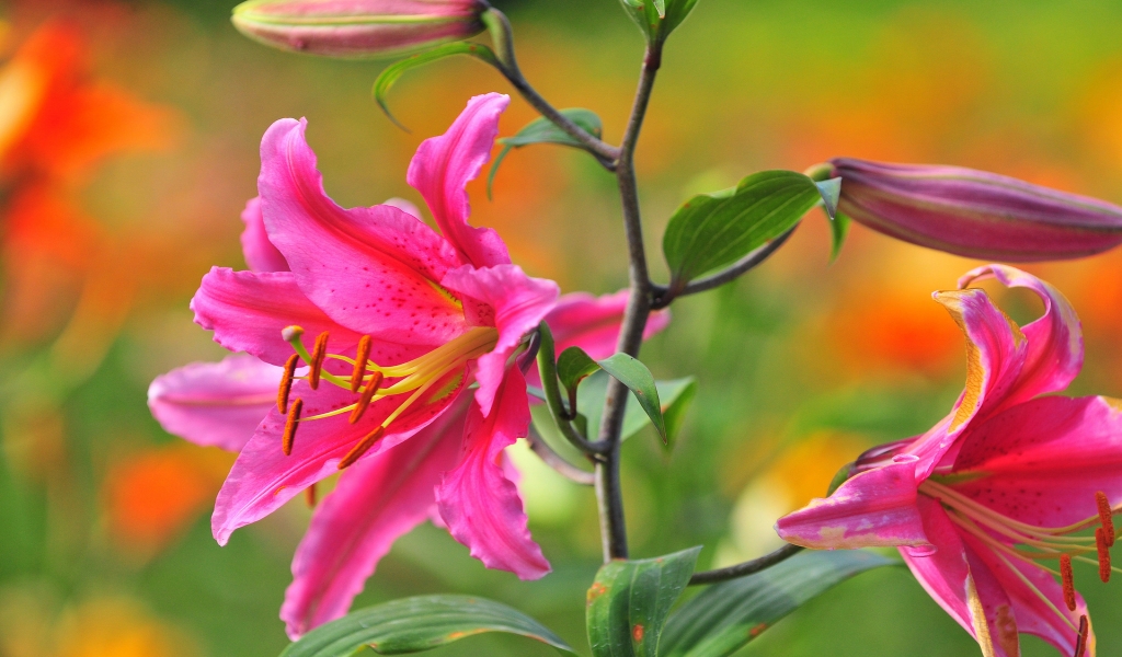 Pink Lily for 1024 x 600 widescreen resolution