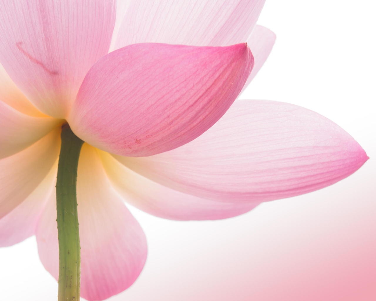 Pink Lotus Flower for 1280 x 1024 resolution
