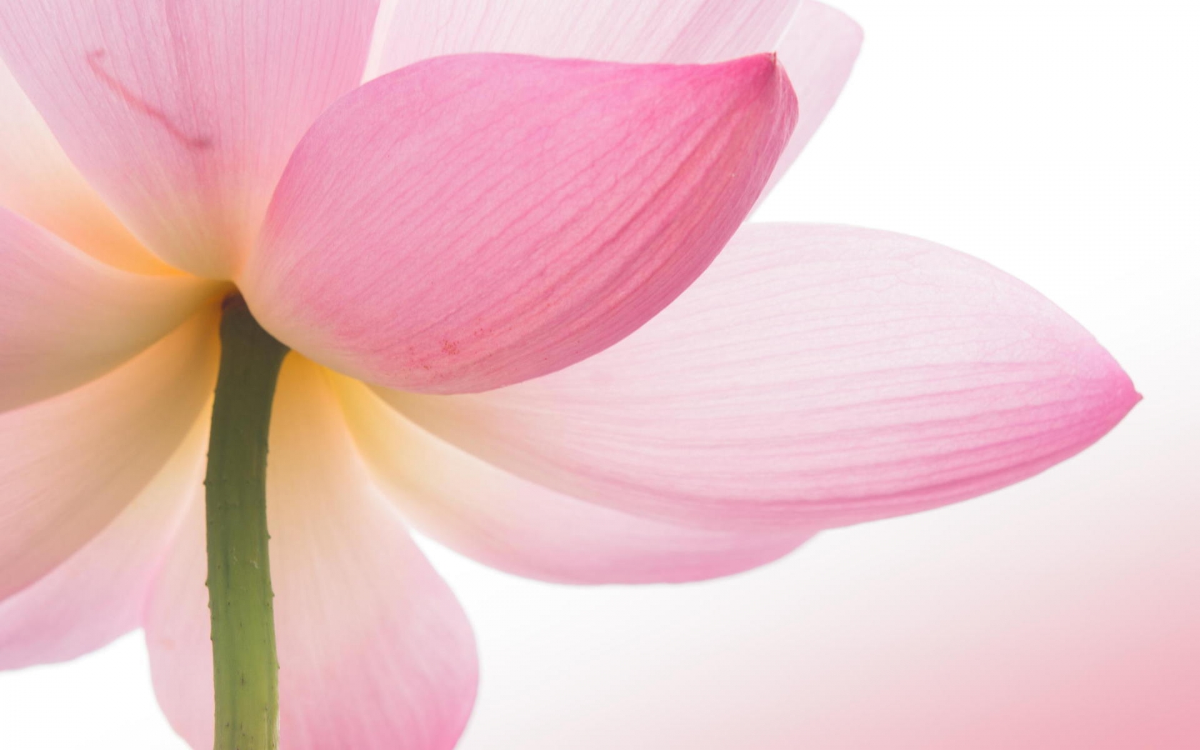 Pink Lotus Flower for 1680 x 1050 widescreen resolution