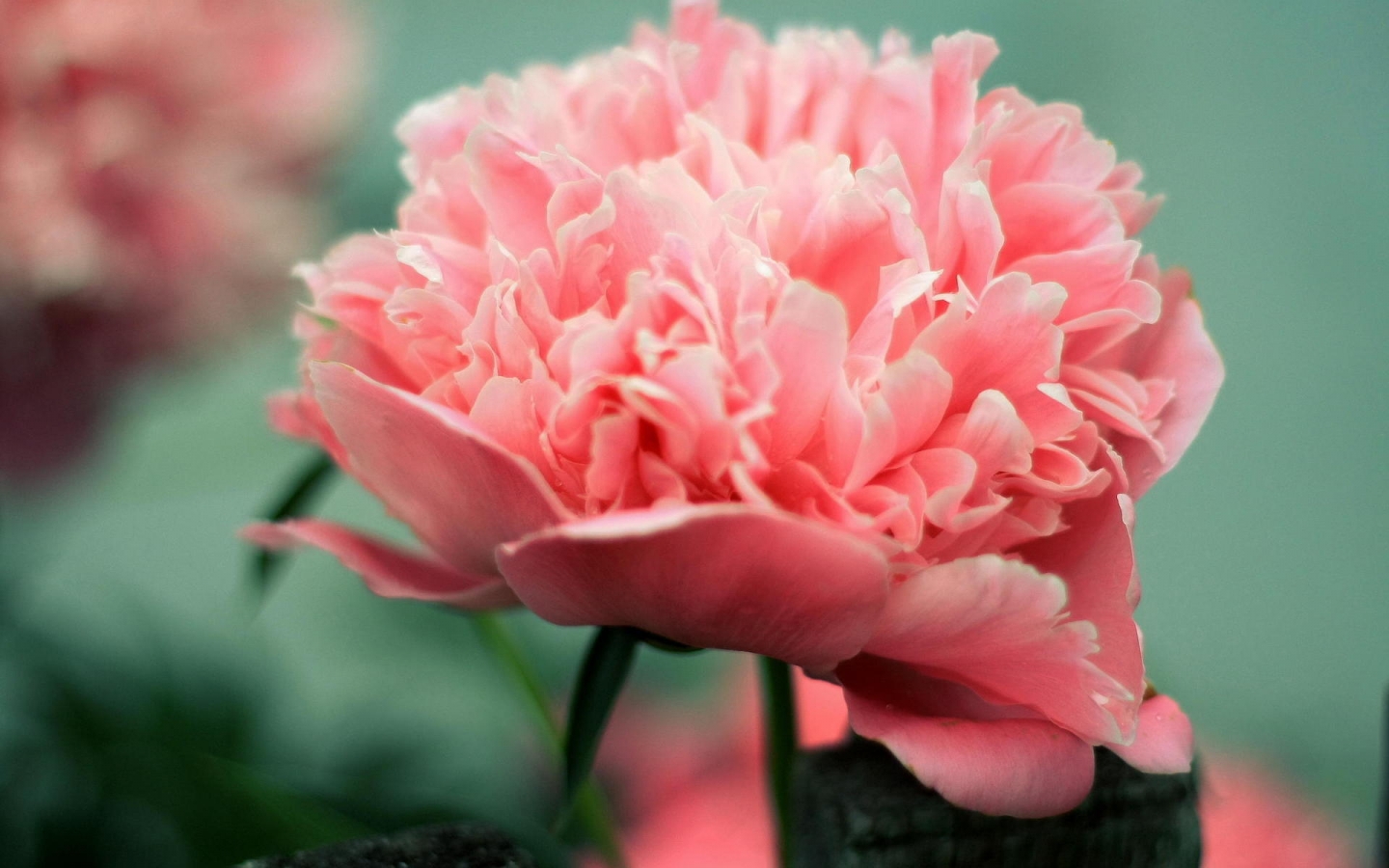 Pink Peony for 1440 x 900 widescreen resolution