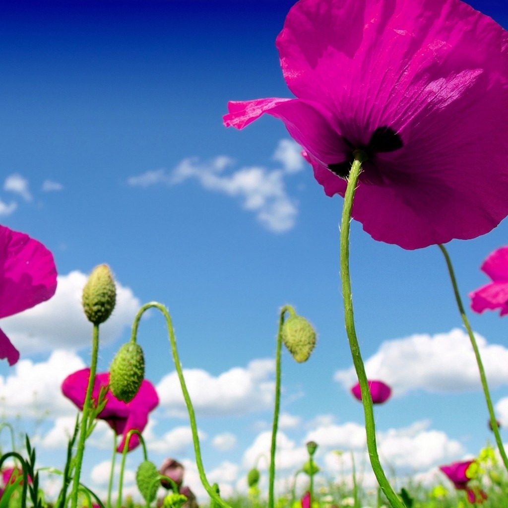 Pink Poppies for 1024 x 1024 iPad resolution