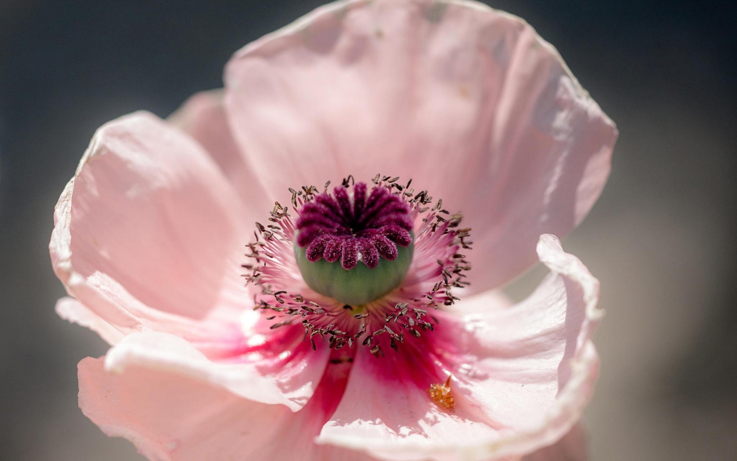 Pink Poppy for 1440 x 900 widescreen resolution