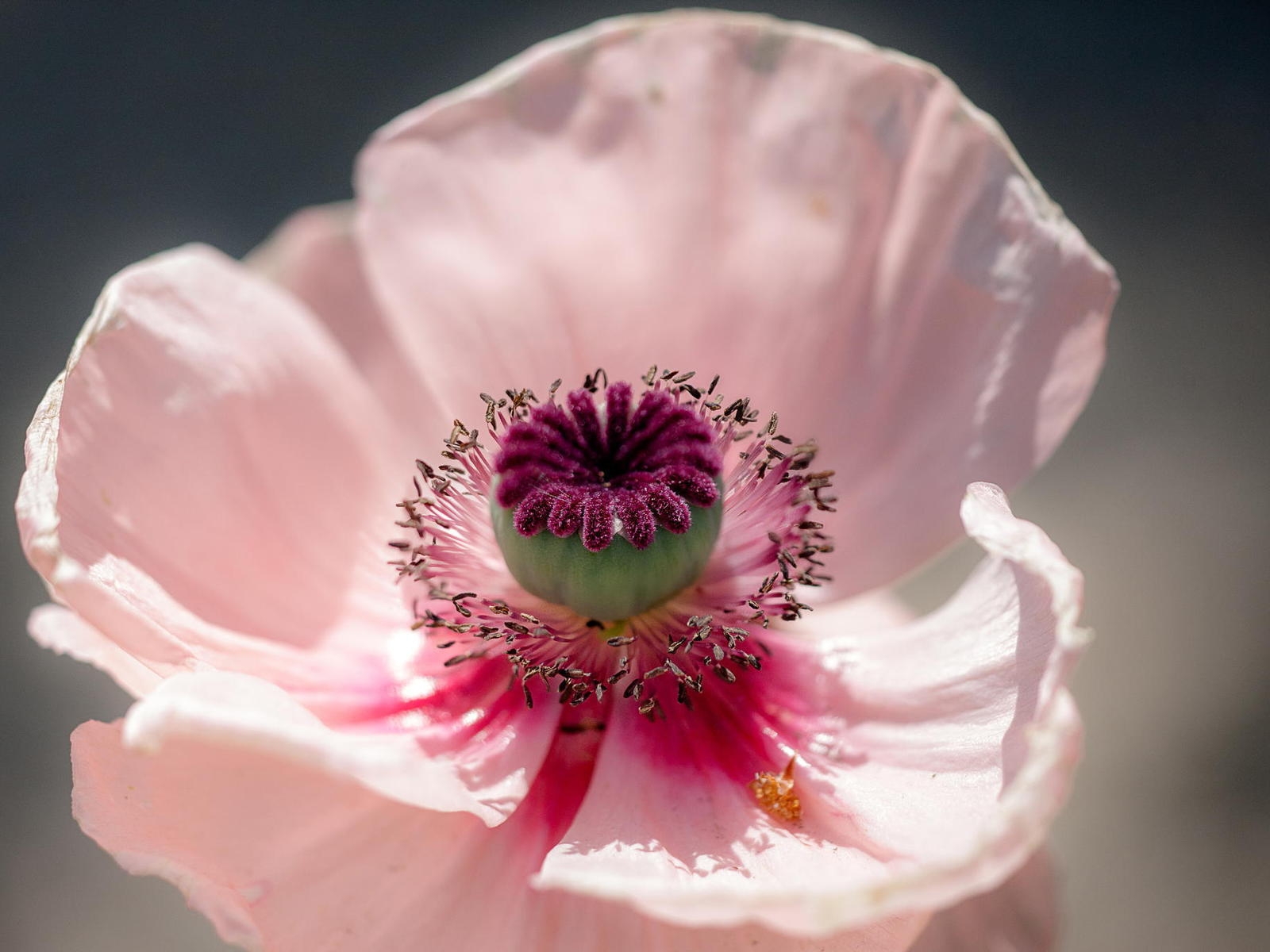 Pink Poppy for 1600 x 1200 resolution