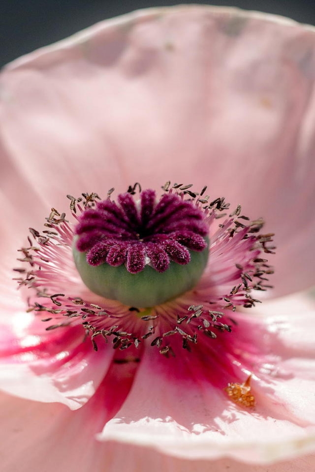 Pink Poppy for 640 x 960 iPhone 4 resolution
