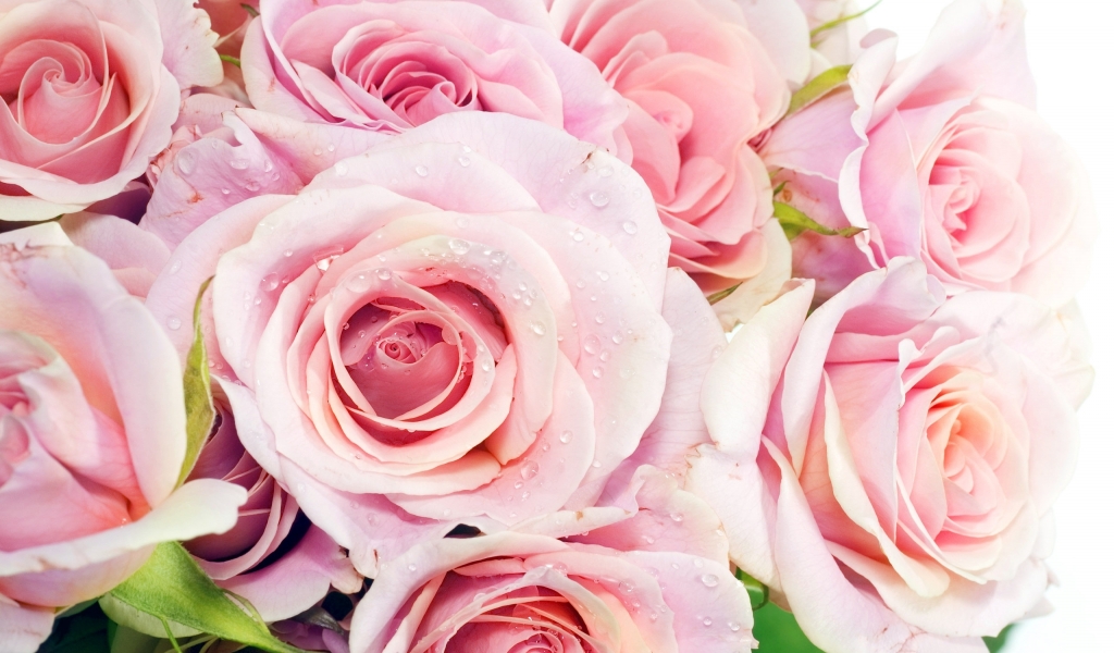 Pink Roses for 1024 x 600 widescreen resolution