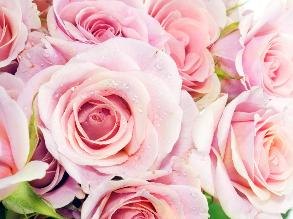 Pink Roses for 1024 x 768 resolution