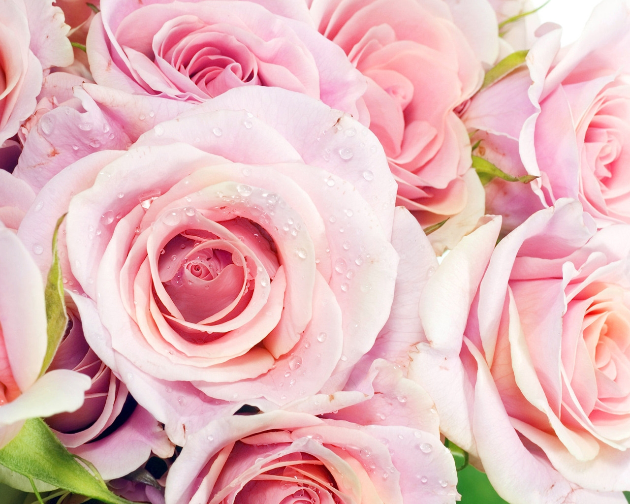 Pink Roses for 1280 x 1024 resolution