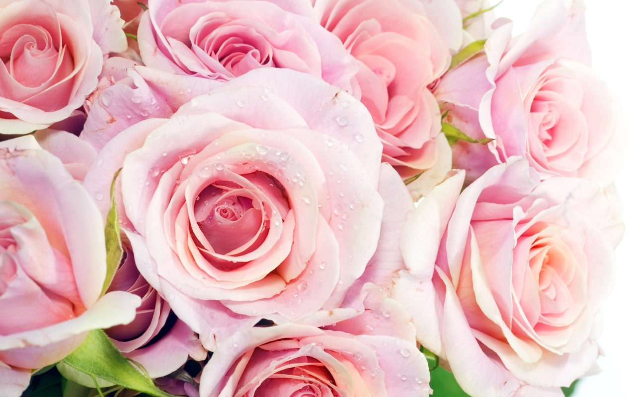 Pink Roses for 1280 x 800 widescreen resolution