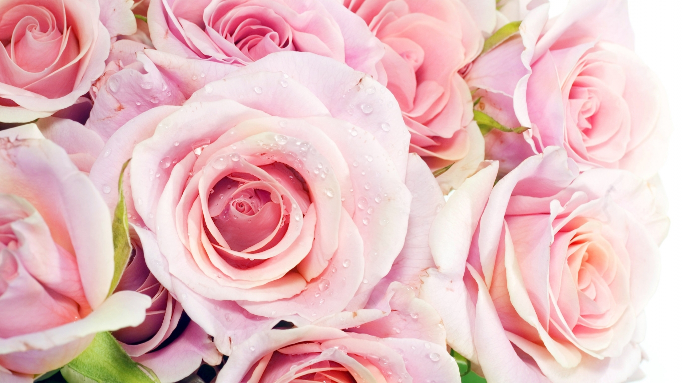 Pink Roses for 1366 x 768 HDTV resolution