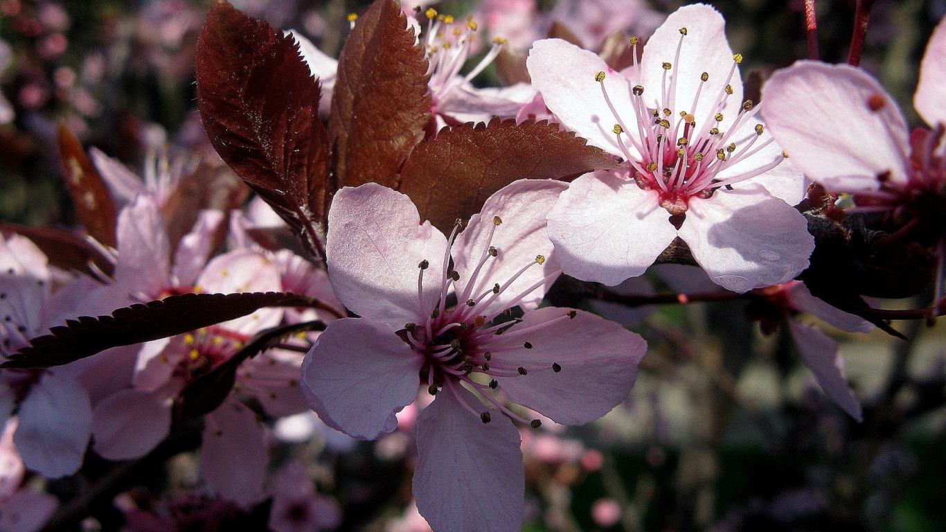 Pink Spring Flower for 1366 x 768 HDTV resolution