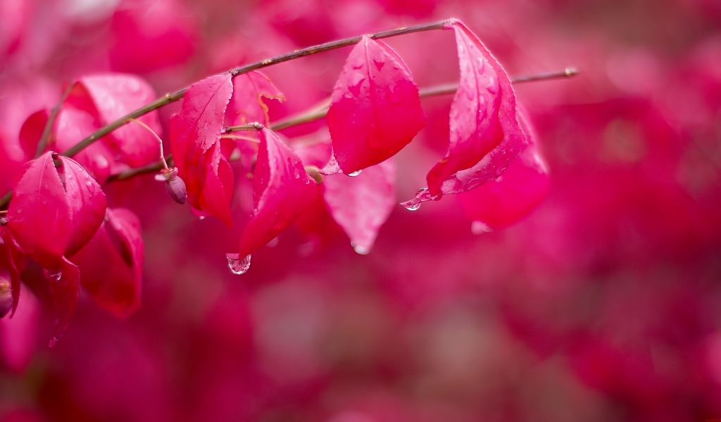 Pinkdrops for 1024 x 600 widescreen resolution