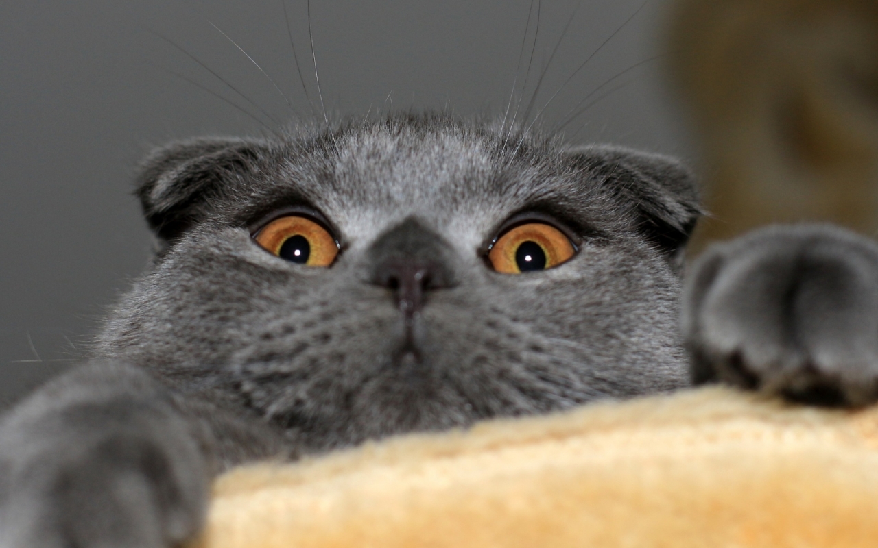 Playful Scottish Fold Cat for 1280 x 800 widescreen resolution