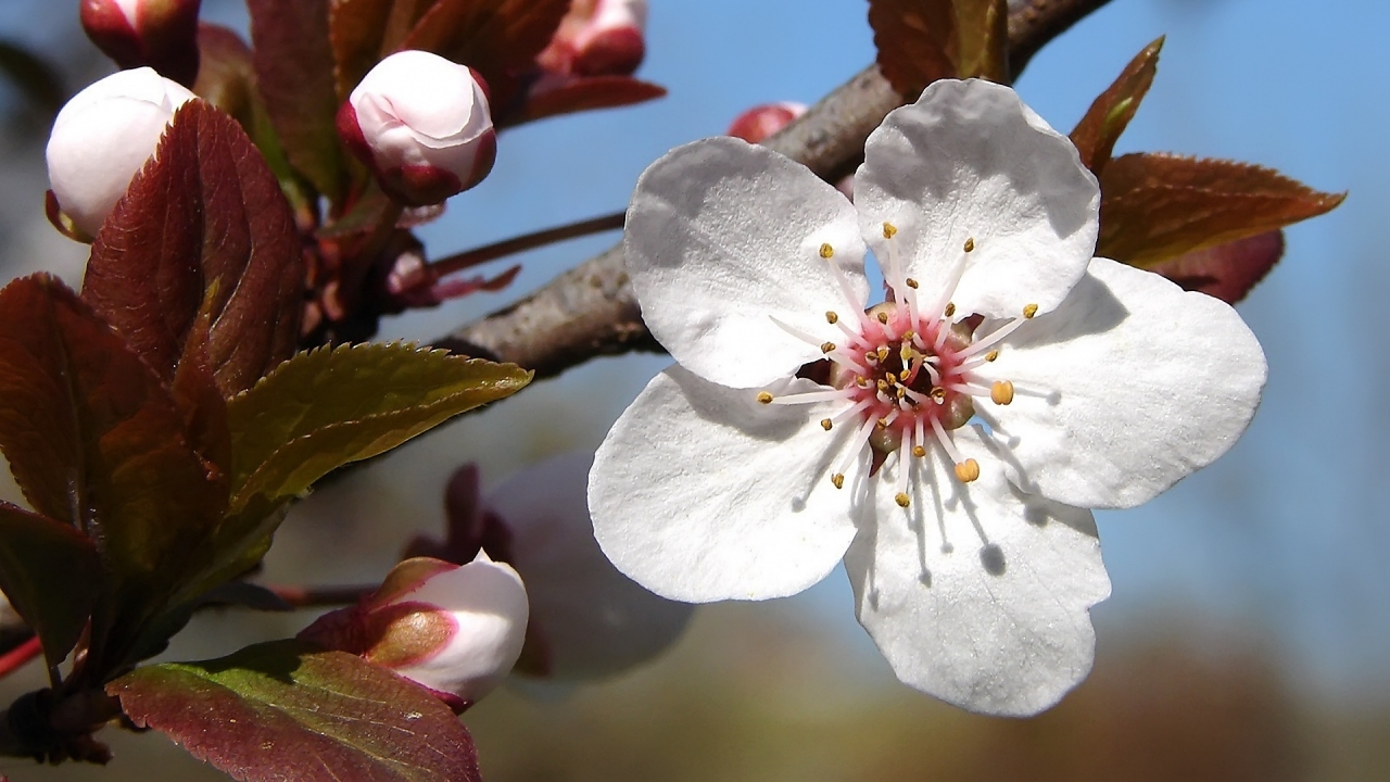 Plum tree blossoms for 1280 x 720 HDTV 720p resolution