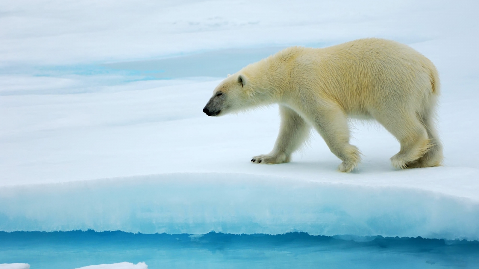 Polar Bear Alone for 1600 x 900 HDTV resolution