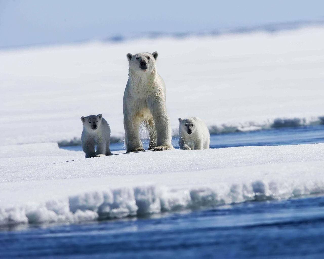Polar bear with puppies for 1280 x 1024 resolution