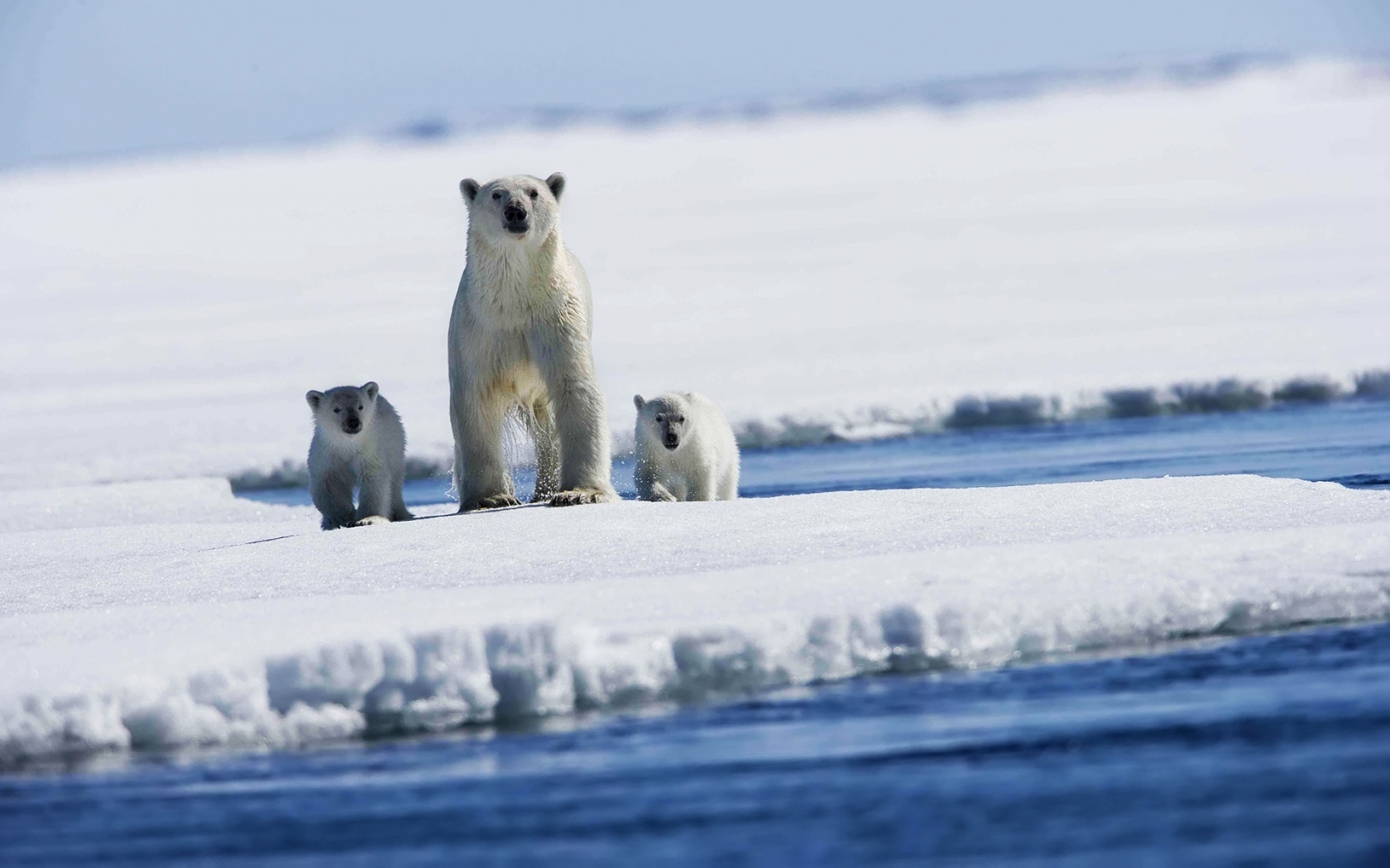 Polar bear with puppies for 1680 x 1050 widescreen resolution