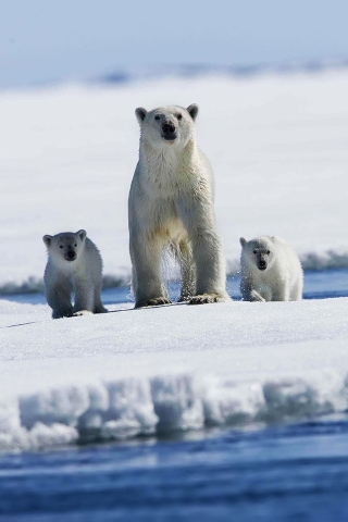 Polar bear with puppies for 320 x 480 iPhone resolution