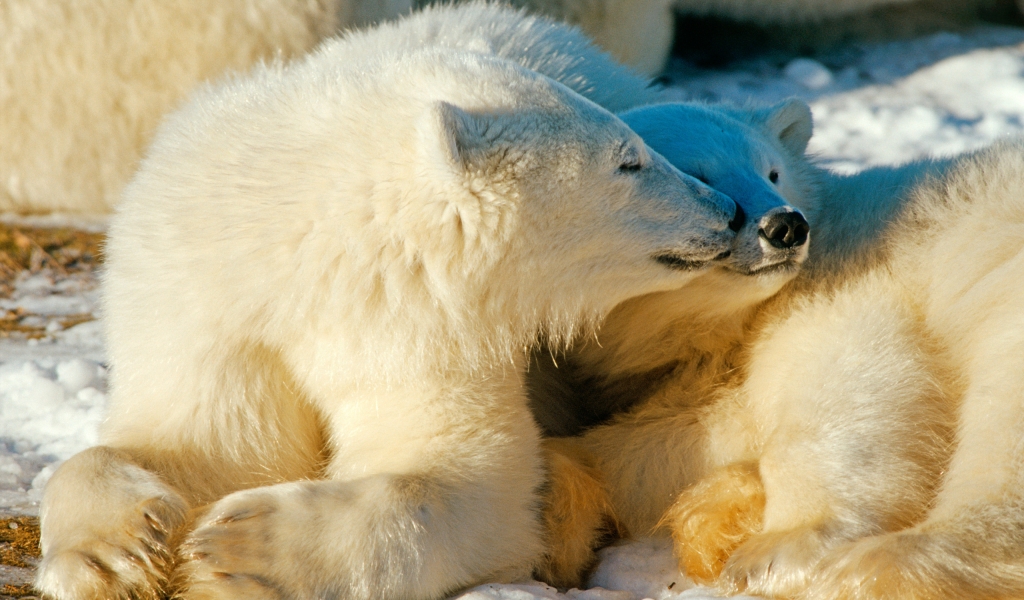 Polar Bears In Love for 1024 x 600 widescreen resolution